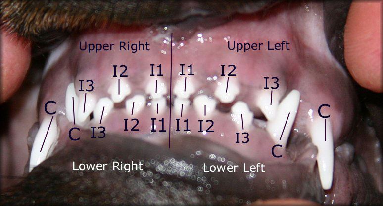 When do puppies lose their teeth?