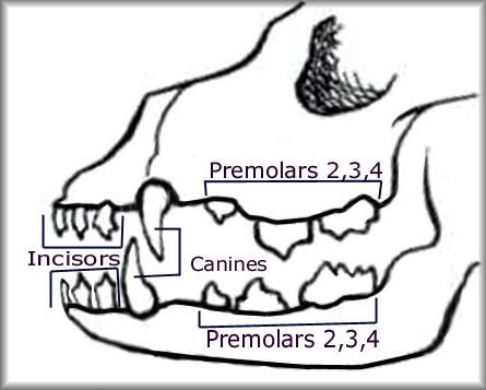 Puppy Deciduous Teeth Chart