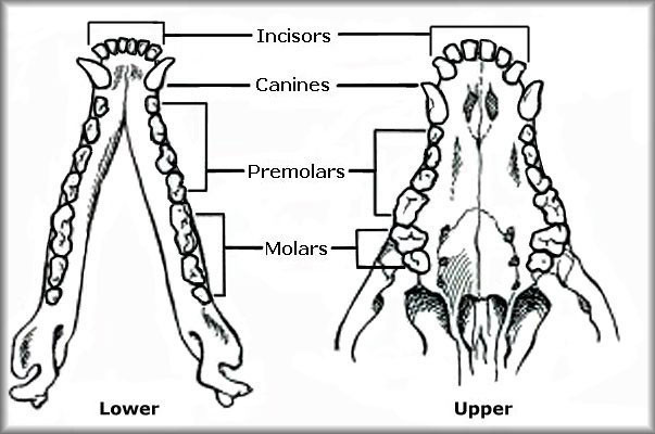 Chihuahua Teeth Chart