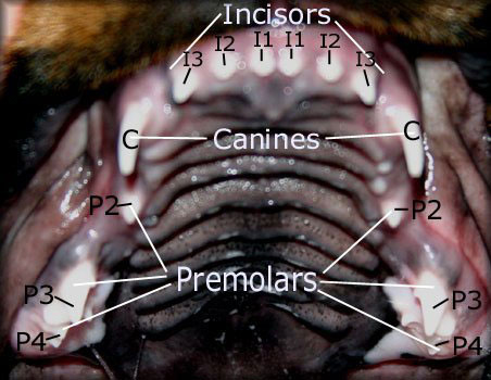 Puppy Teeth Chart