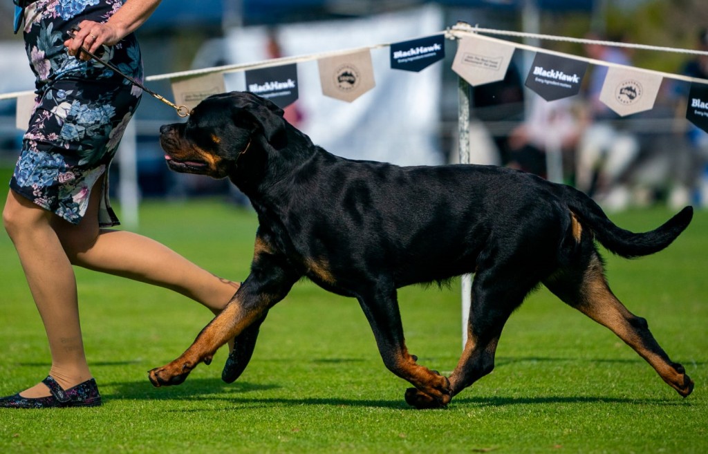 Coco | FANTASTIKROT ROTTWEILERS Perth - Western Australia