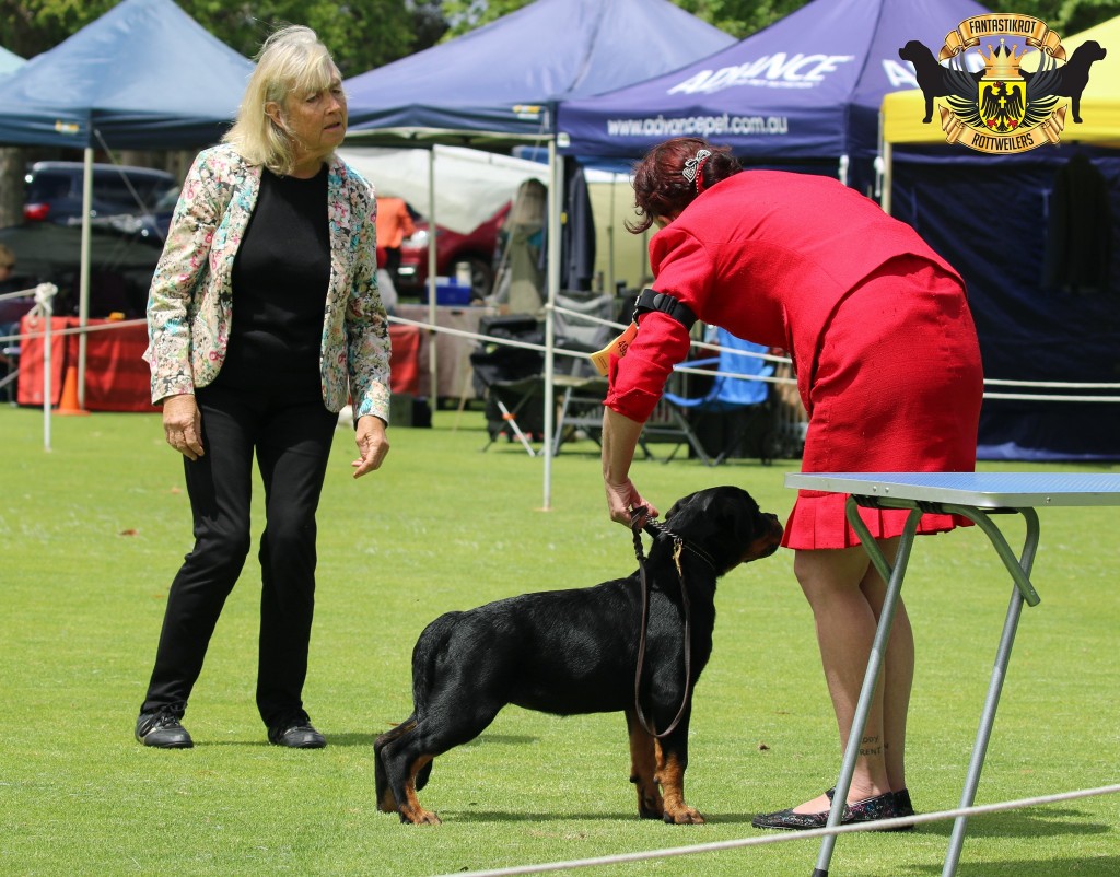 Coco | FANTASTIKROT ROTTWEILERS Perth - Western Australia
