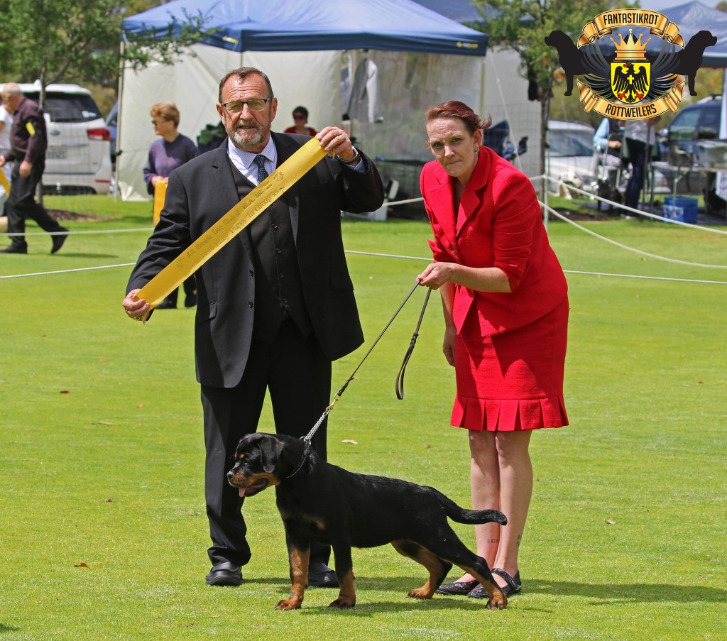 Coco | FANTASTIKROT ROTTWEILERS Perth - Western Australia
