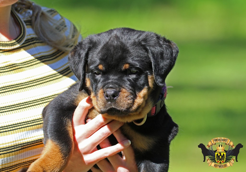 Coco | FANTASTIKROT ROTTWEILERS Perth - Western Australia