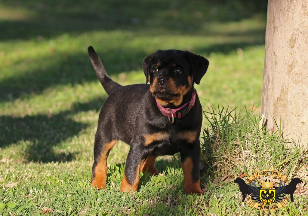 Coco | FANTASTIKROT ROTTWEILERS Perth - Western Australia