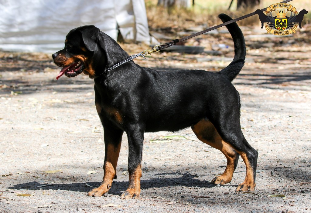 Coco | FANTASTIKROT ROTTWEILERS Perth - Western Australia