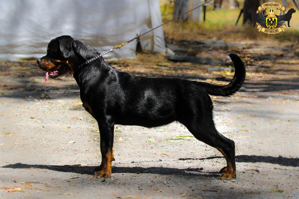 Coco | FANTASTIKROT ROTTWEILERS Perth - Western Australia