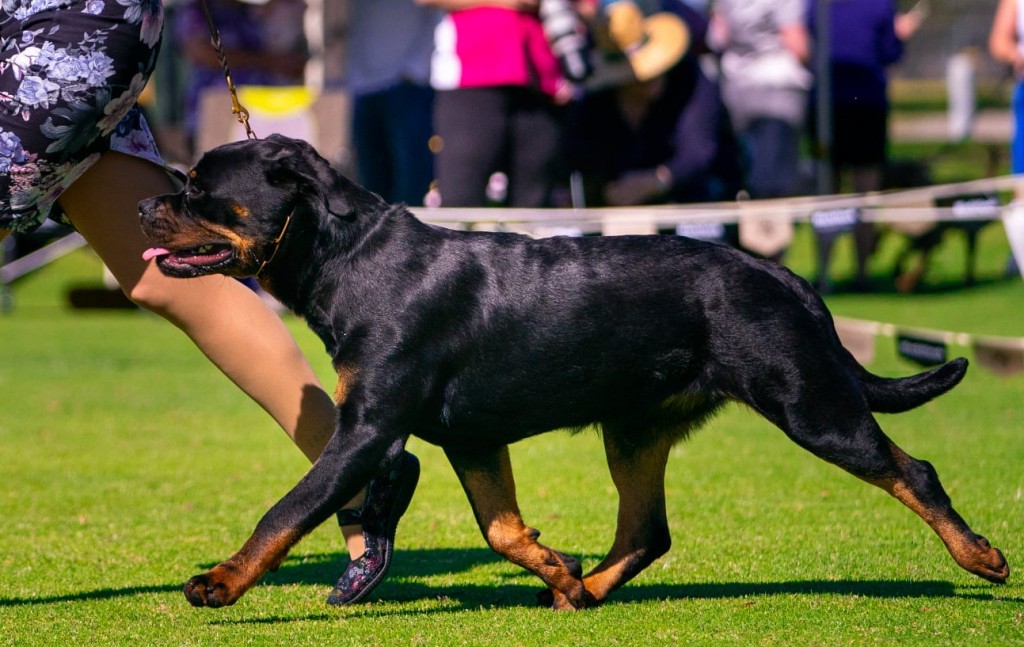 Coco | FANTASTIKROT ROTTWEILERS Perth - Western Australia
