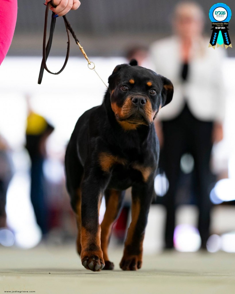 Autistic Rottweilers Cameron | FANTASTIKROT ROTTWEILERS Perth - Western Australia