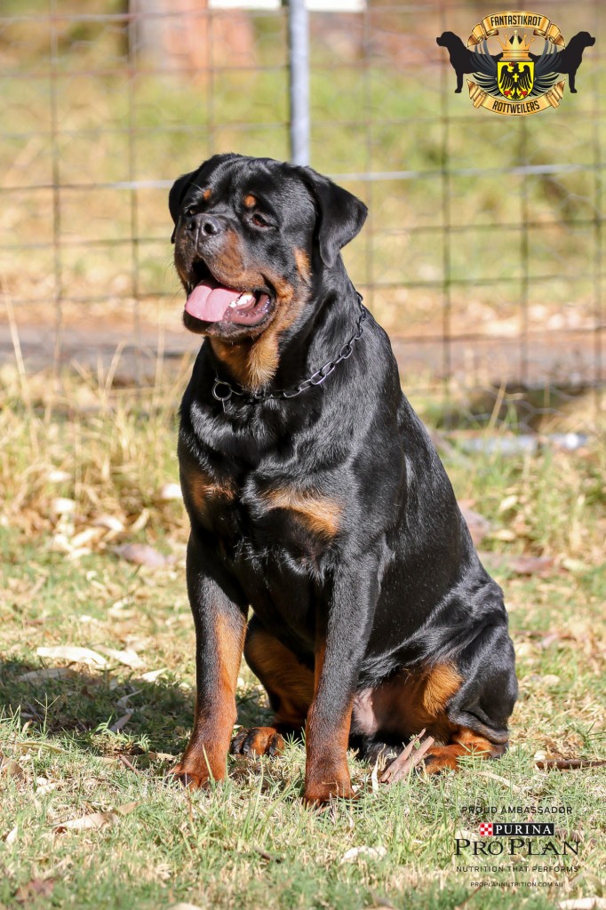Marshall | FANTASTIKROT ROTTWEILERS Perth - Western Australia