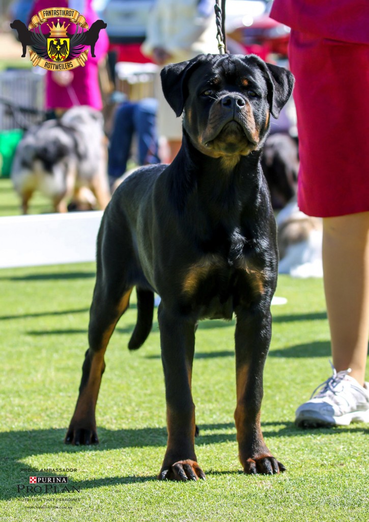 Marshall | FANTASTIKROT ROTTWEILERS Perth - Western Australia
