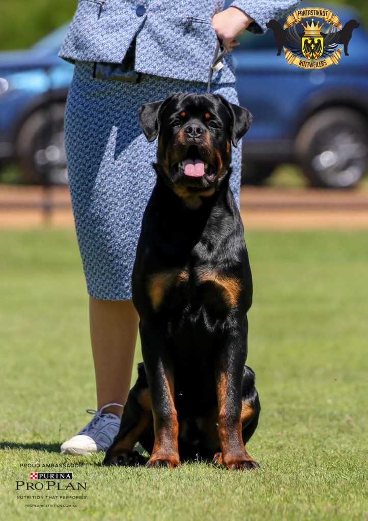 Marshall | FANTASTIKROT ROTTWEILERS Perth - Western Australia