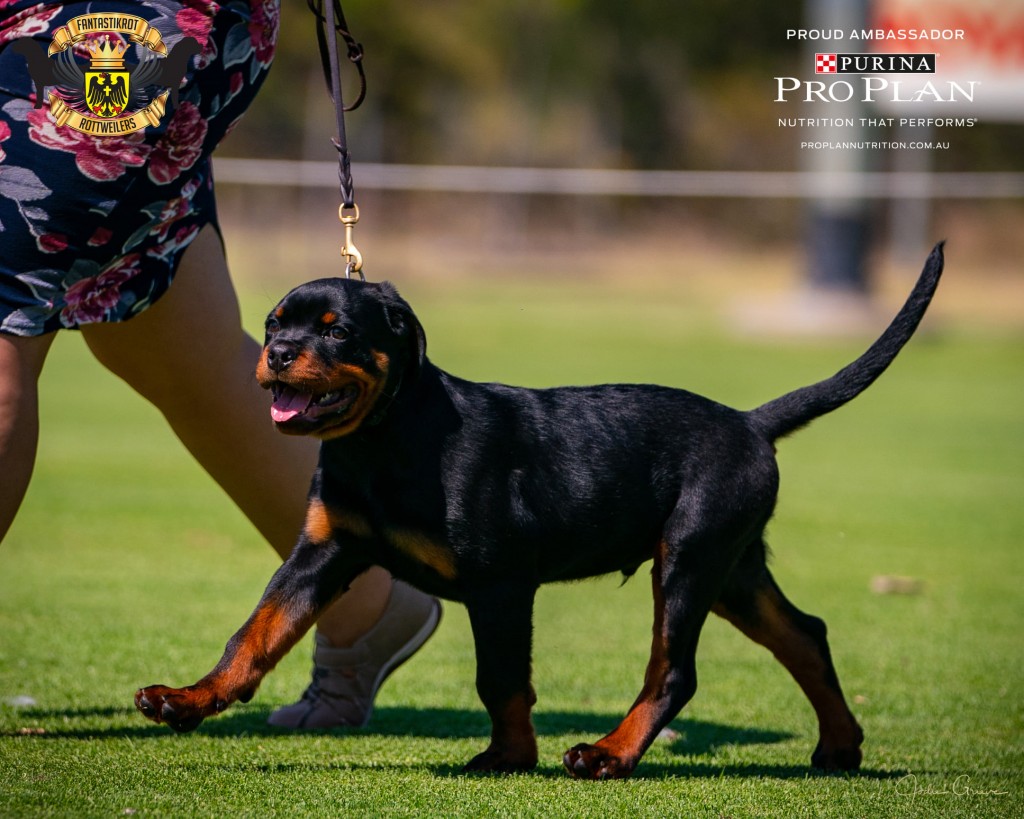 Spectral Rottweiler Hustler | FANTASTIKROT ROTTWEILERS Perth - Western Australia