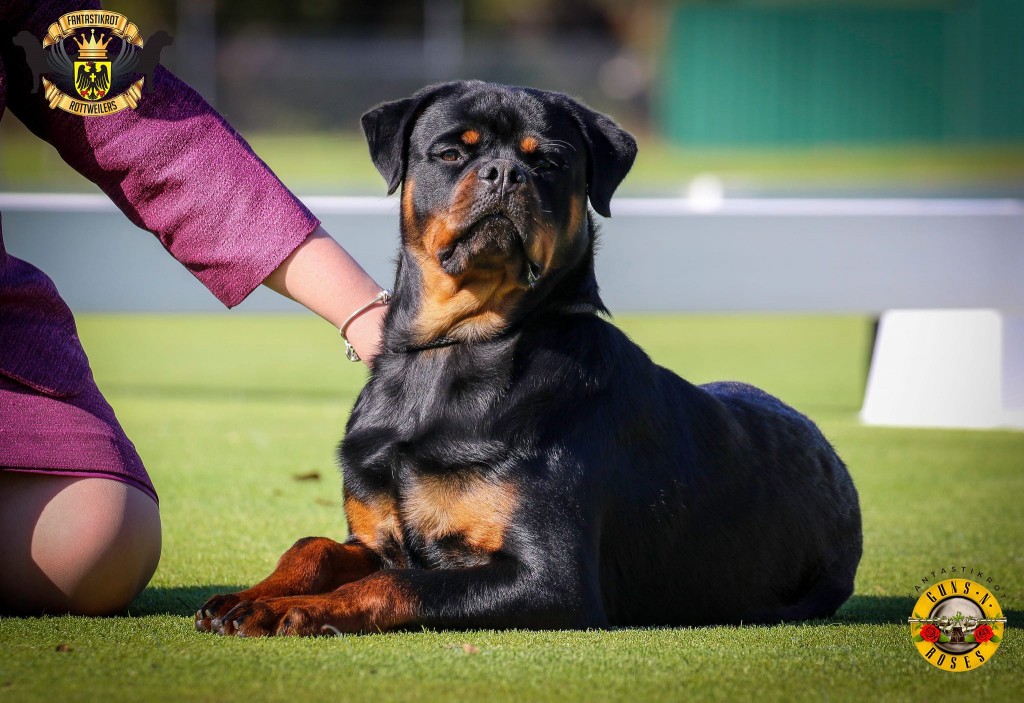 Gunner | FANTASTIKROT ROTTWEILERS Perth - Western Australia